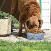 Multi Print Stainless Steel Dog Bowl By Bella N Chaser